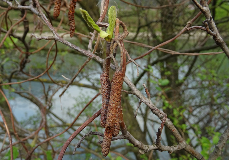 Alnus glutinosa - Betulaceae (Ontano nero)